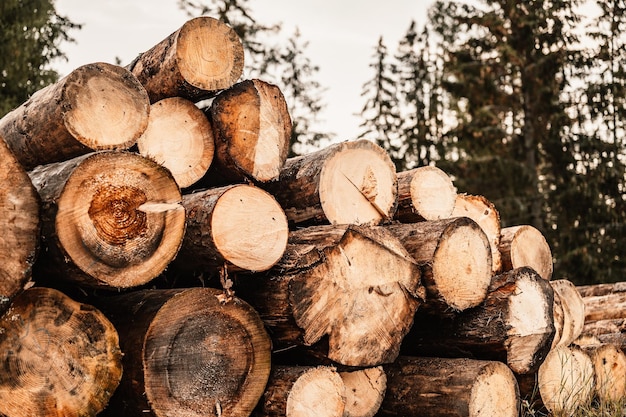 Pila de troncos de abeto de troncos Árboles aserrados del bosque Industria de la madera tala de árboles Tala de árboles a lo largo de un camino preparado para su remoción