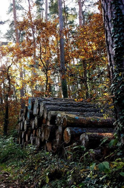 Foto una pila de troncos en el bosque