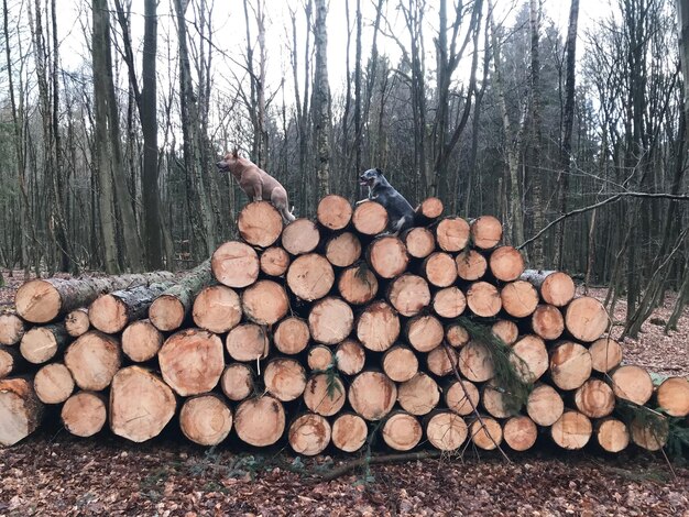 Foto una pila de troncos en el bosque