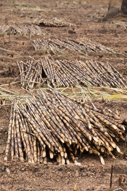 Una pila de troncos en un campo en el bosque