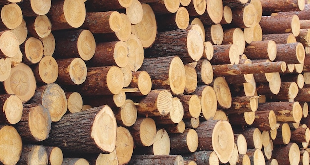 Pila de troncos de pino como fondo registrando textura de madera para trabajar la madera