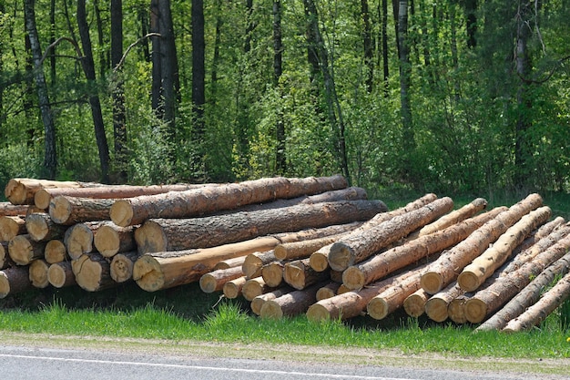 Una pila de troncos talados contra el fondo del bosque Cosecha de madera El problema de la deforestación