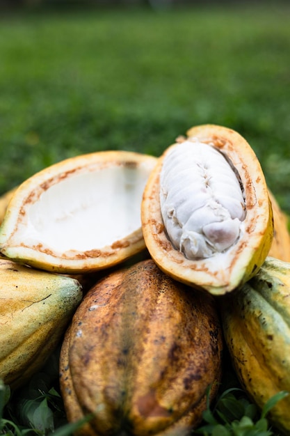 Una pila de vainas de cacao en el césped