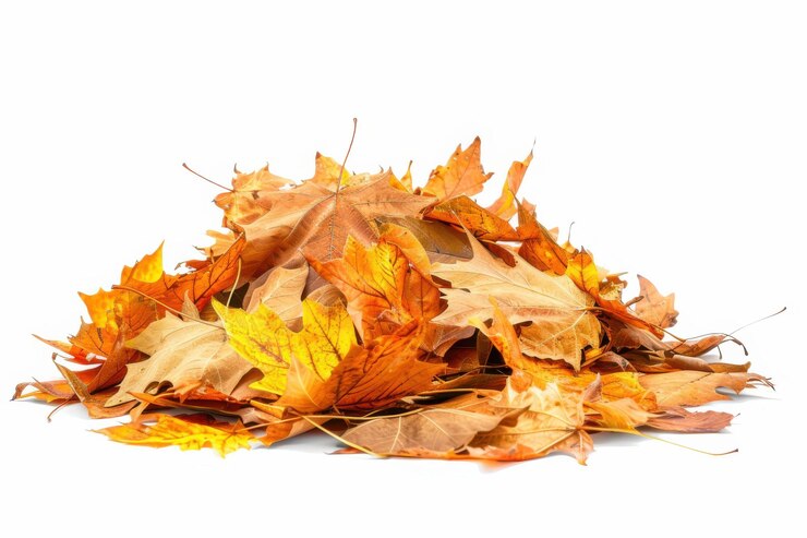 Una pila de vibrantes hojas de otoño en varios tonos de amarillo y naranja aisladas sobre un fondo blanco