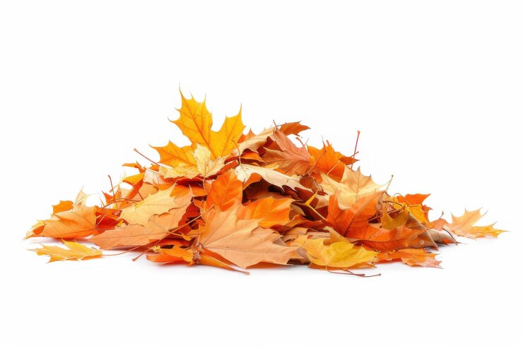 Una pila de vibrantes hojas de otoño en varios tonos de amarillo y naranja aisladas sobre un fondo blanco