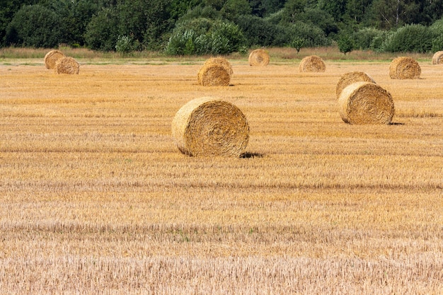 Pilas cilíndricas de paja en un campo de trigo después de la cosecha, paisaje de verano