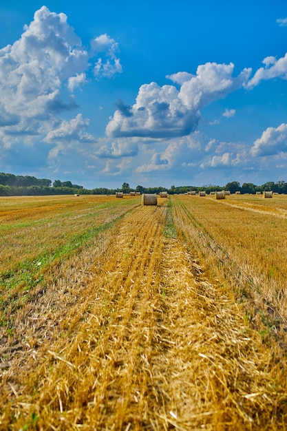 Pilas de heno pacas con campo de trigo después de la cosecha con rollos de heno Agricultura Cosecha de cultivos de grano trigo amarillo y cielo azul UcraniaxA