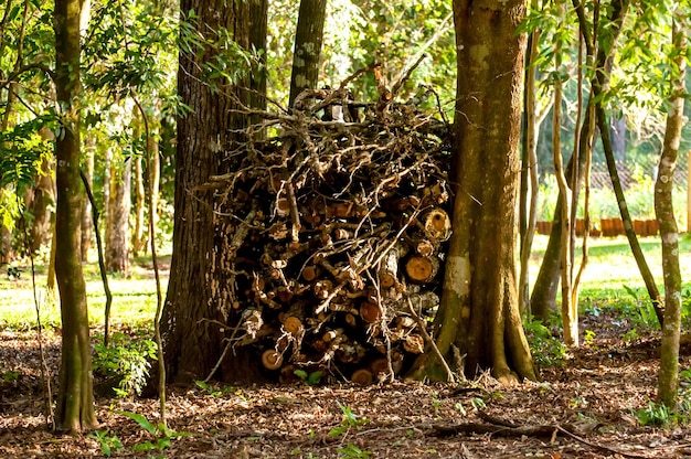 Pilas de leña pilas de madera seca y palos para fogatas