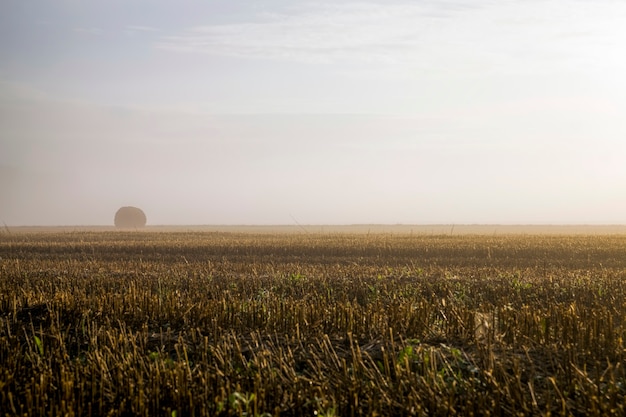 Pilas de paja en un campo agrícola durante la niebla, un campo agrícola con pilas después de la cosecha al amanecer