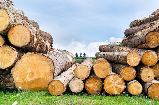 Pilas de troncos de abeto con bosque de montaña y cielo tormentoso Monte Avena Belluno Italia