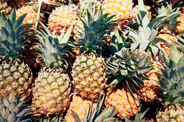 Pile of Ananas hautnah