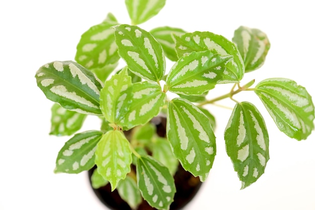 Pilea Cadierei Lebende Pflanze Aluminium-Zimmerpflanze