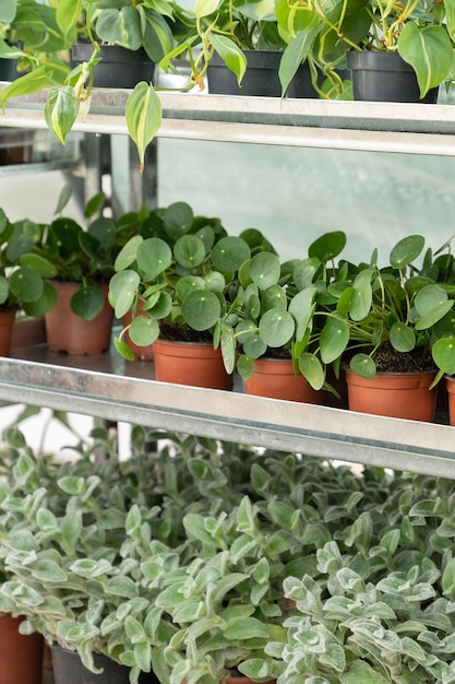 Pilea peperomioides e plantas de casa epipremnum em vasos de plástico de flores em prateleiras no berçário