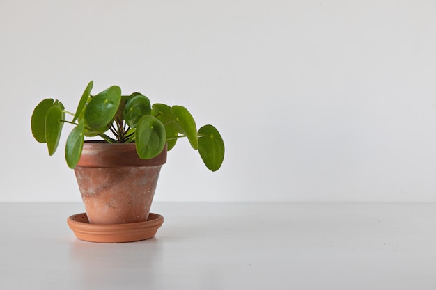 Pilea Peperomioides-Pflanze auf weißem Hintergrund