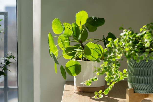 Pilea peperomioides zimmerpflanze im keramikblumentopf zu hause chinesische geldpflanze indoor gardening