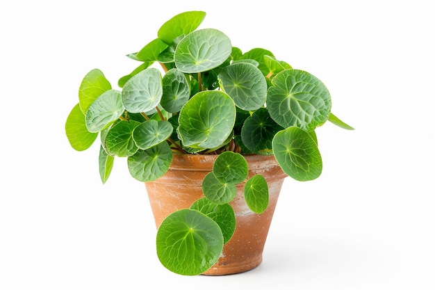 Pilea-Pflanze auf weißem Hintergrund