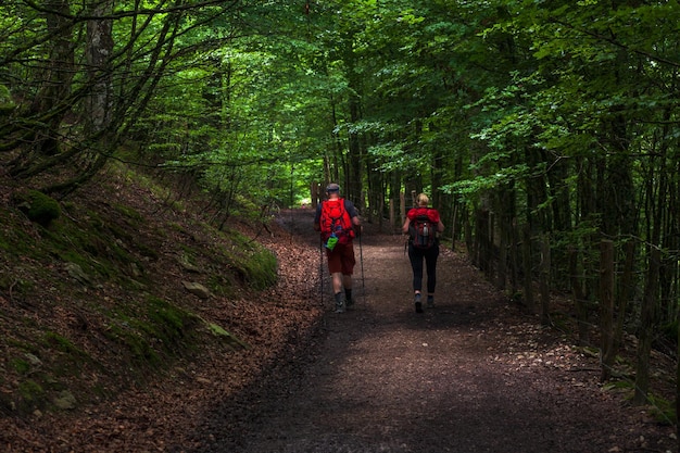 Pilger wandern im Wald des Pyrenäen-Camino de Santiago