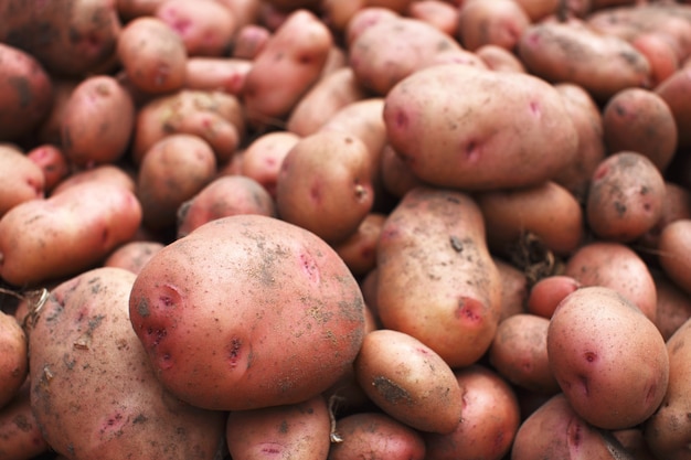 Foto pilha de batatas orgânicas recém-colhidas