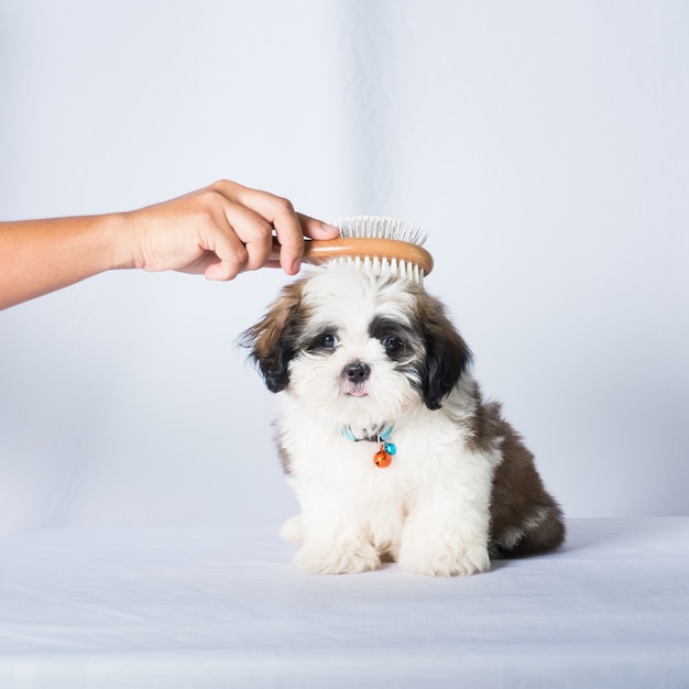 pilha de cabelo ao lado de um pomeranian que está sendo escovado com reflexão sobre fundo branco