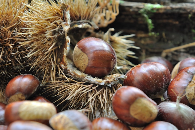 Pilha de castanha