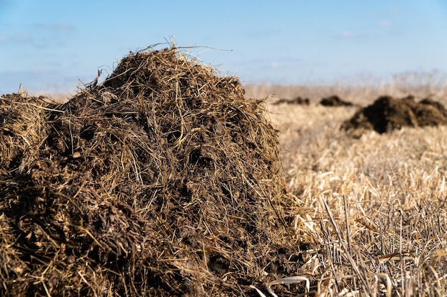 Pilha de esterco em um campo agrícola. Feche de pilha de estrume na zona rural.