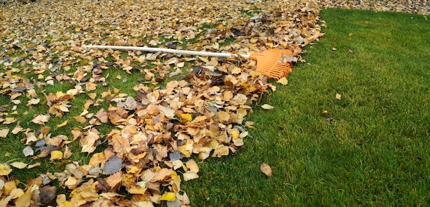 Pilha de folhas de outono com ventilador rake no gramado.