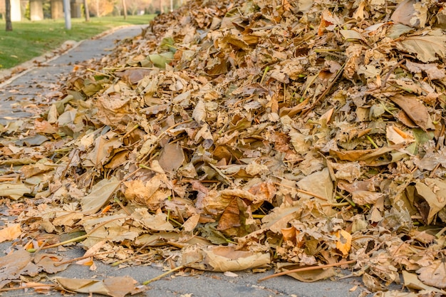 Pilha de folhas secas caídas varreu a estrada em um parque