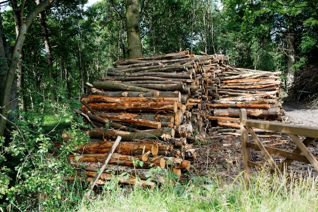 Pilha de madeira na floresta