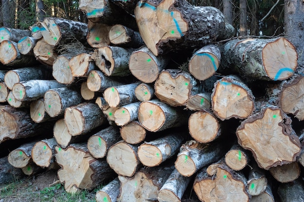 Pilha de madeira Uma visão da enorme pilha de toras de bétula