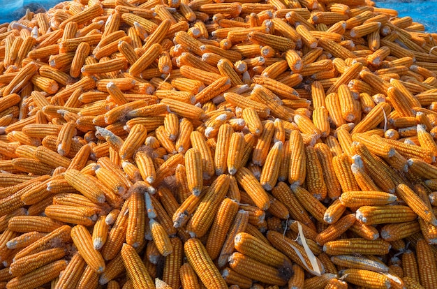 Pilha de milho depois de colhida