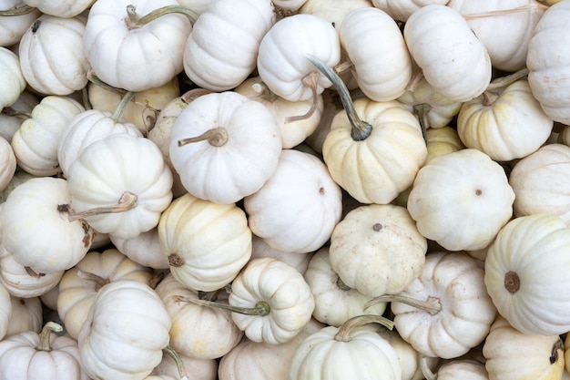 Foto pilha de mini abóboras sazonais no mercado de agricultores locais