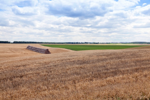 Pilha de palha de trigo e montes de feno de palha empilhados uns sobre os outros