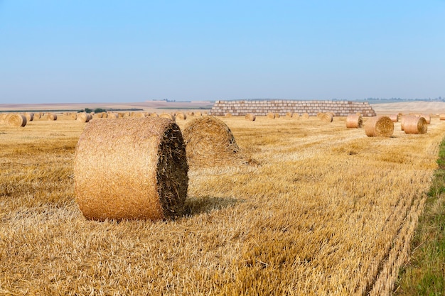 Pilha de palha no campo Campo agrícola em que empilhados palheiros após a colheita do trigo