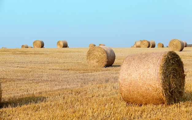 Pilha de palha no campo campo agrícola em que empilhados palheiros após a colheita do trigo