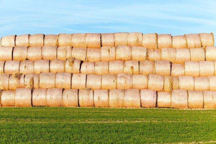 Foto pilha de palha no campo - campo agrícola no qual foram deixados montes de palha de feno