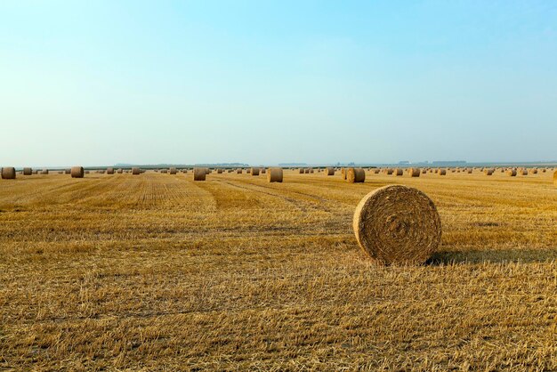 Pilha de palha no campo