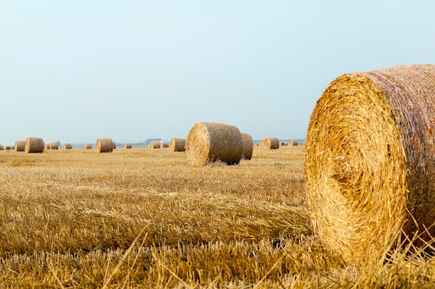 Pilha de palha no campo