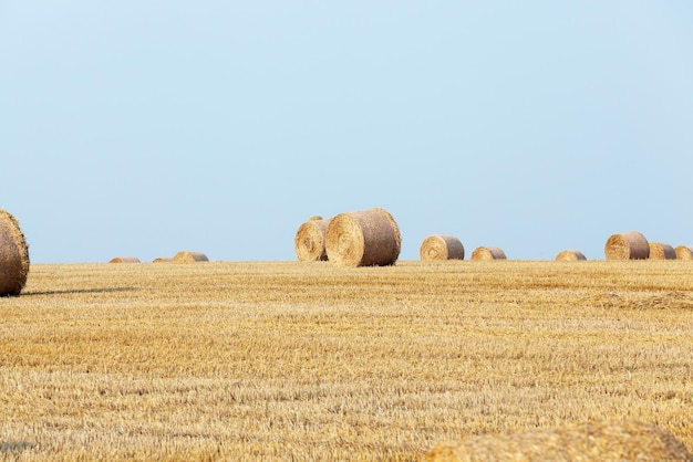 Pilha de palha no campo