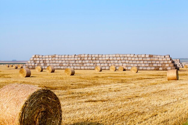 Pilha de palha no campo