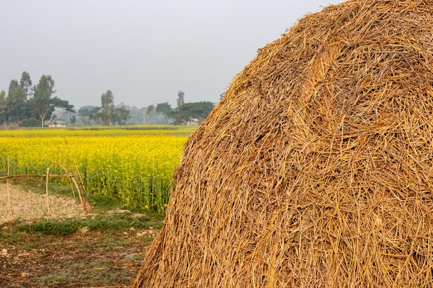 Pilha de palha perto do campo de mostarda na aldeia rural tiro de perto