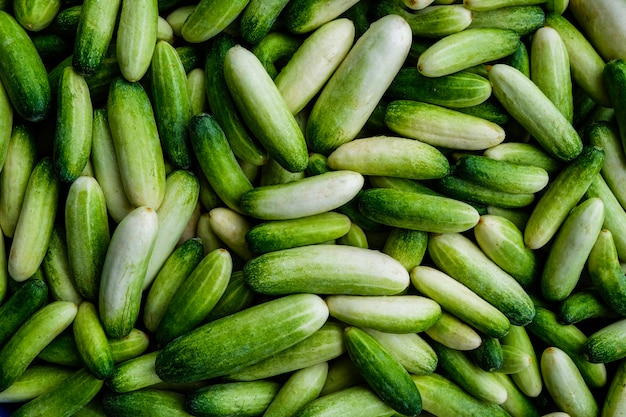 Pilha de pepino verde fresco na fazenda de agricultura. Suco de vegetal é antioxidante