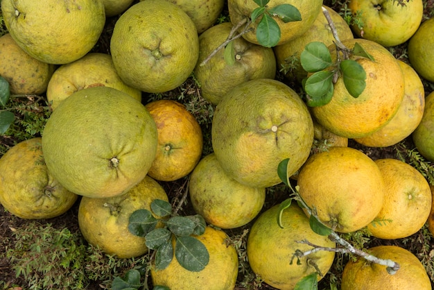 Pilha de pomeloes frescos no jardim do pomelo.