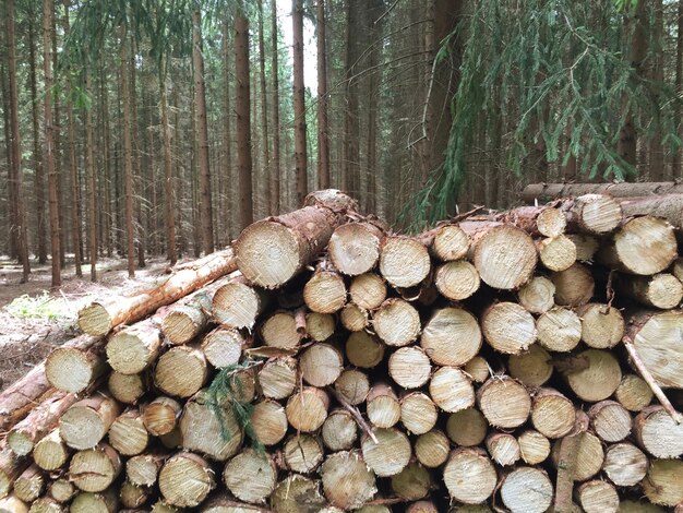 Pilha de toras na floresta