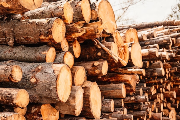 Pilha de troncos de abeto Árvores serradas da floresta Indústria madeireira madeireira Corte de árvores ao longo de uma estrada preparada para remoção