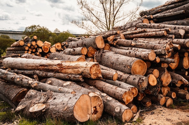 Pilha de troncos de abeto Árvores serradas da floresta Indústria madeireira madeireira Corte de árvores ao longo de uma estrada preparada para remoção