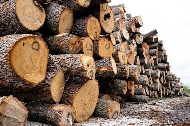 Pilha de troncos de árvores prontos para serrar na serraria