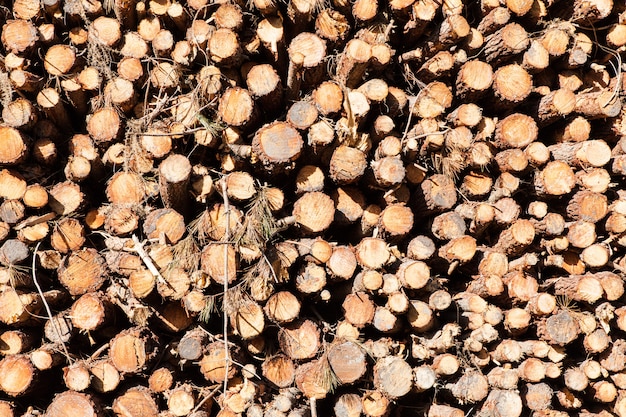 Pilha de troncos de pinheiro corta