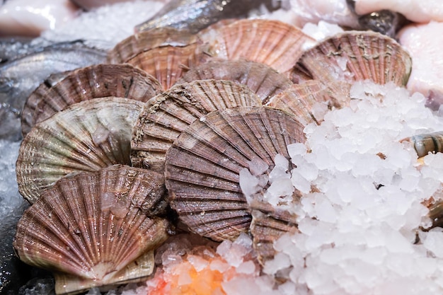 Pilha de vieiras em gelo marisco fresco e frutos do mar