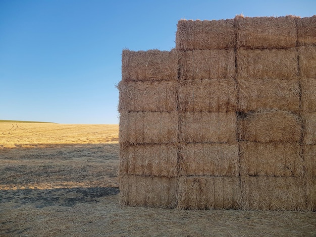 Pilhas de feno prontas para coleta