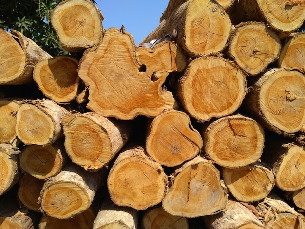 Pilhas de madeira de teca bem dispostas